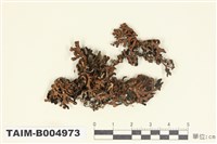 藏品(瘤綿腹衣)的圖片